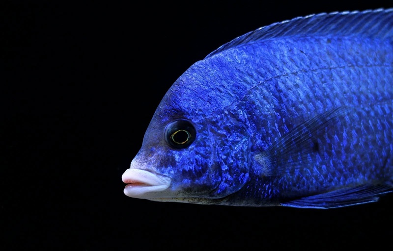 Placidochromis phenochilus 'Mdoka Reef'